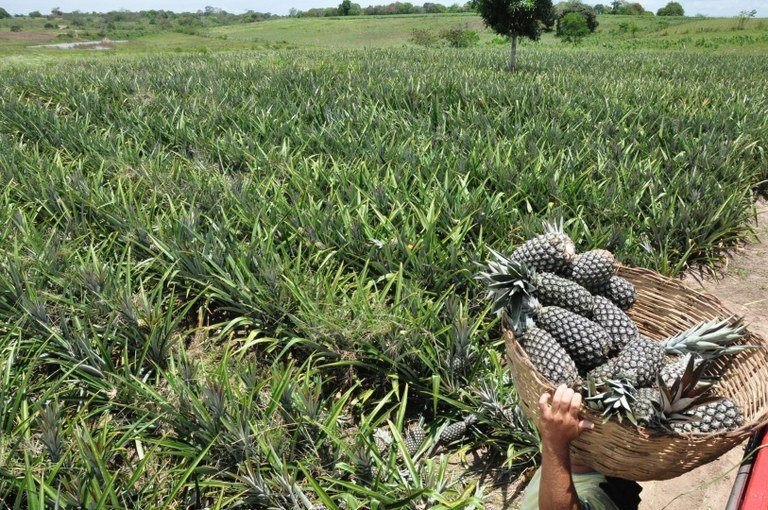 Rascunho Automático